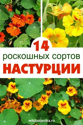 Купить многолетние садовые цветы | Florium.ua - цены ниже