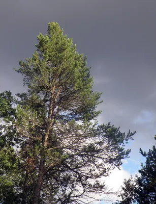 Pinus banksiana - Сосна Банкса | Mustila