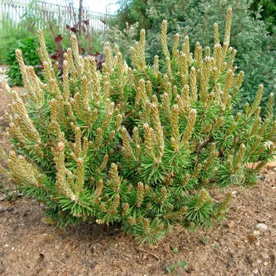 Сосна Банкса (Pinus banksiana) купить оптом в Ростове-на-Дону