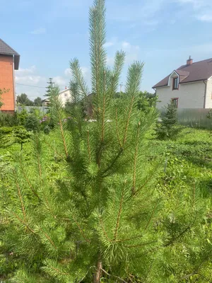 Сосна Банкса (Pinus banksiana) 90л 250-300см, цена в Санкт-Петербурге от  компании Вилла-планта (садовый центр и питомник растений, ландшафтное бюро)