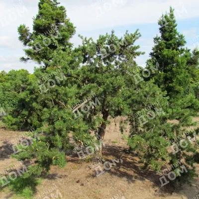 Сосна Банкса Ставница (Pinus banksiana Banska Stiavnica)