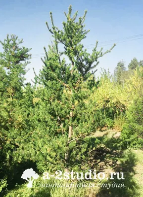 Сосна Банкса (Pinus banksiana) 'Schneverdingen' | Декоративные древесные  растения для Сибири | Дзен