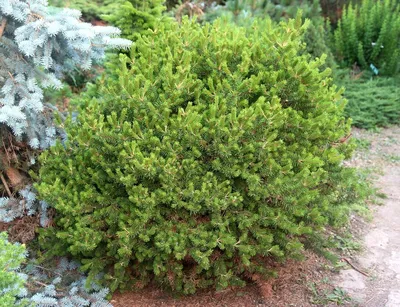 Сосна банкса Анкл Фогги (Pinus banksiana Uncle Foggy) С4 — Питомник Летний  сад