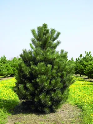 Сосна Банкса (Pinus banksiana) 'Schneverdingen' | Декоративные древесные  растения для Сибири | Дзен