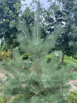 Сосна Банкса Шневердрінген Pinus banksiana `Schneverdingen - Екомалина