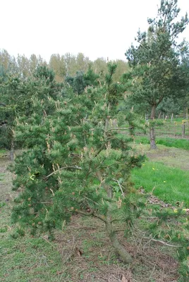 Сосна Банкса (Pinus banksiana): описание, сорта