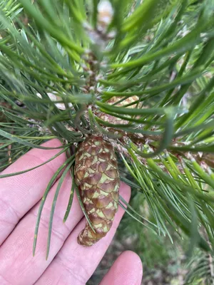 Сосна Банкса Pinus banksiana - Екомалина