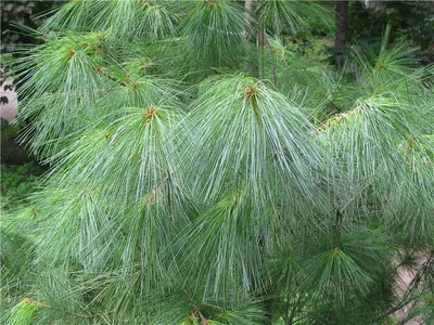 Сосна Веймутова (Pinus strobus) | Блог о ландшафтном дизайне