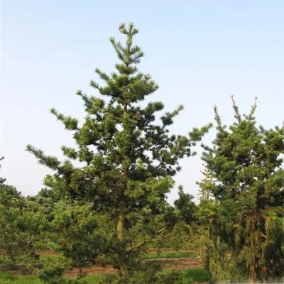 Сосна Банкса. (Pinus banksiana) С2 купить в интернет-магазине ЦВІТСАД с  доставкой по Украине