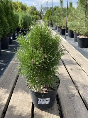 Сосна чёрная Себененсис Нана на штамбе (Pinus nigra Cebennensis Nana PA) |  Питомник растений Сосны