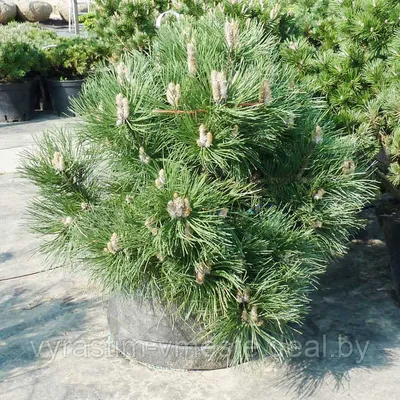 Сосна черная «Nana» Pinus nigra «Nana»