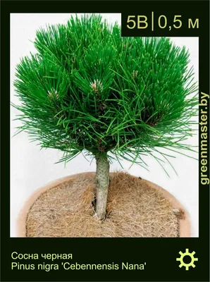 Сосна черная 'Nana' - Pinus nigra 'Nana' , 40-60 см, С30 купить в Минске,  цены
