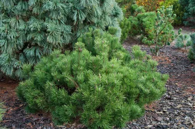 Сосна черная (Pinus nigra) “Nana” | Margaritka