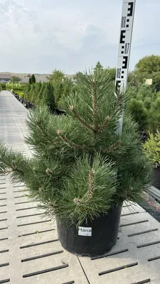 Сосна черная Нана бонсай Pinus nigra Nana 290л (И) — цена в LETTO