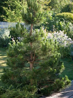 Сосна черная Хорнибрукиана (Pinus nigra Hornibrookiana) С5, 35-40 см |  Питомник \"ВЫРАСТИМ ВМЕСТЕ\"