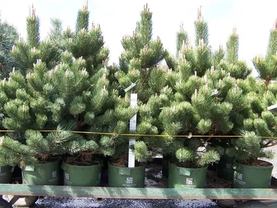 Сосна черная Нана (Pinus nigra Nana) (ID#654992620), цена: 1600 ₴, купить  на Prom.ua