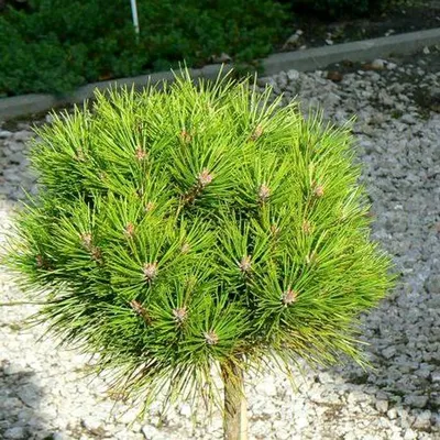 Сосна черная Нана Pinus nigra Nana 30л (Н) — цена в LETTO