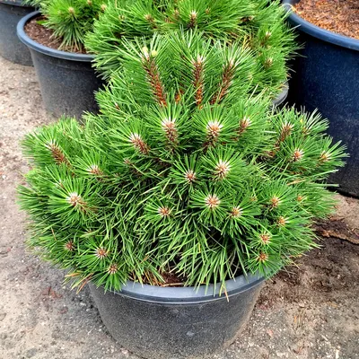 Сосна Черная (Pinus nigra) купить по цене 1.050,00 руб.. в Москве в садовом  центре