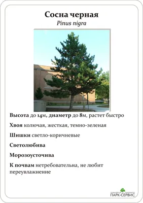 Сосна Черная 3-4 метра - Садовый центр Калужский парк