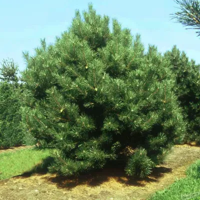 Сосна Черная Оттос Компакт (Pinus Nigra Otto Compact) — Купить на BIGL.UA ᐉ  Удобная Доставка (1054443108)