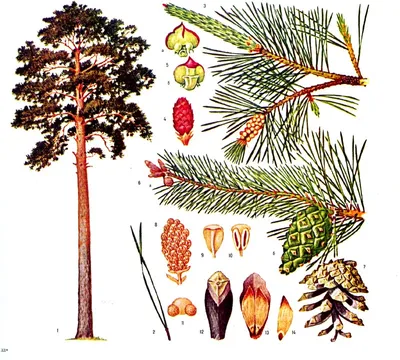 Баку глазами фотографов | Eldar Şamı (Pinus eldarica) Эльдарская сосна |  Facebook
