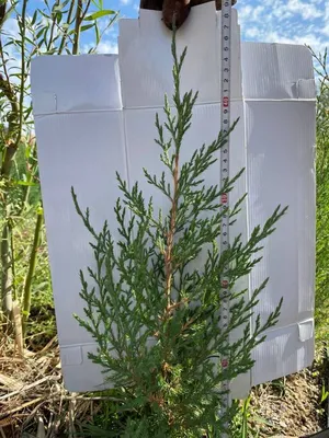 Pinus eldarica - Image of an specimen - Plantarium