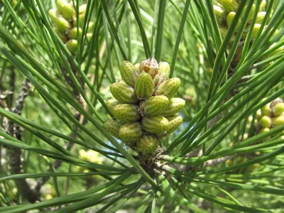 Сосна калабрийская (Pinus bruttia) / Статьи / Древесные породы мира