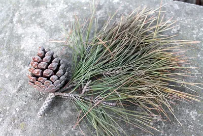 Pinus eldarica - Изображение особи - Плантариум