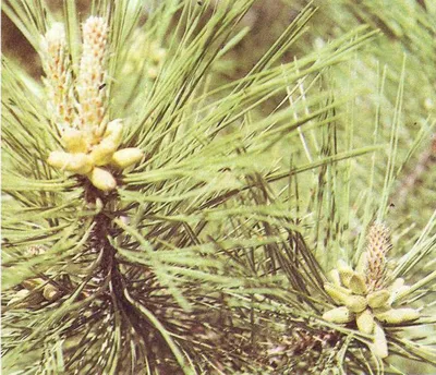 Pinus eldarica - Изображение особи - Плантариум