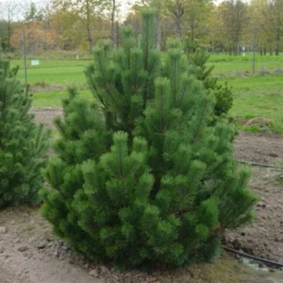 Сосна горная Гном (Pinus mugo Gnom) D10; 50-60cm. XXL – Ваш сад
