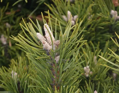 Сосна горная ф. Пумилио/Pinus mugo var.Pumilio С3, шт - Амрита