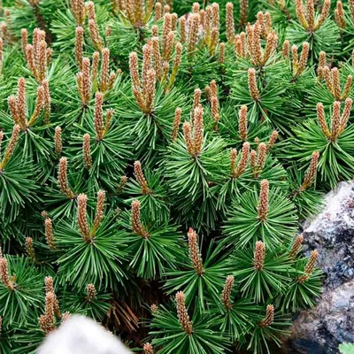 Сосна горная Гном | Pinus mugo Gnom