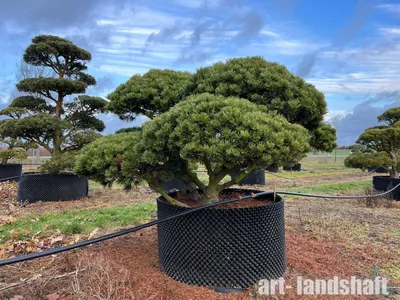 Сосна горная Гном Pinus mugo Gnom 5л (Н) — цена в LETTO