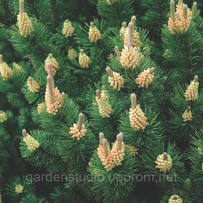 Сосна горная Гном | Pinus mugo Gnom