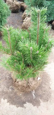 Сосна горная Дварф Фром (Pinus mugo Dwarf From) — купите саженцы в  контейнере в Краснодаре - Прекраснодар — садовый центр в Краснодаре