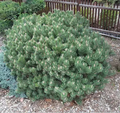 Сосна горная Гном (Pinus mugo Gnom) - хвойные, цена в Украине