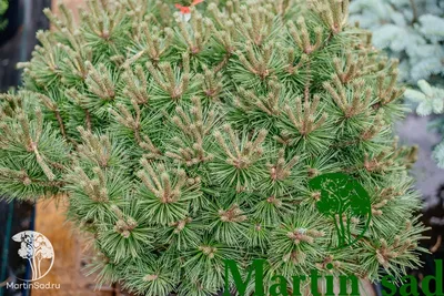 Сосна горная Гном (Pinus mugo Gnom) (ID#568452895), цена: 350 ₴, купить на  Prom.ua