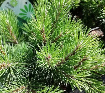 Сосна горная Гном | Pinus mugo Gnom 35-40 см
