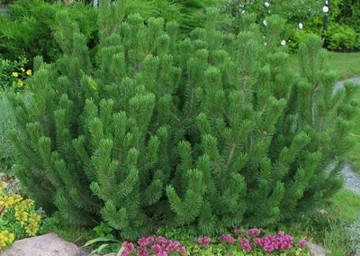 Сосна горная Гном Финдлинг (Pinus mugo Gnom Findling) / Садовый центр  Селятино