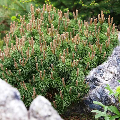 Сосна горная Мопс на штамбе 60 см (Pinus mugo Mops PA 60) | Питомник  растений Сосны