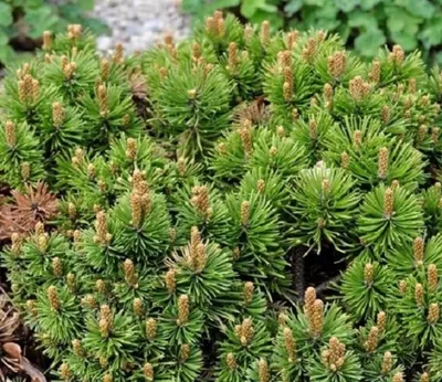 Сосна горная Мопс. (Pinus mugo Mops) С5 купить в интернет-магазине ЦВІТСАД  с доставкой по Украине