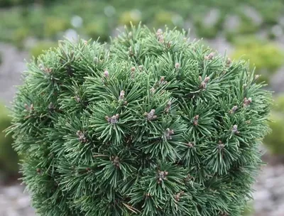 Сосна горная Мопс Pinus mugo Mops 5л (H) — цена в LETTO