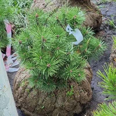 Сосна горная Мопс. (Pinus mugo Mops) С5 купить в интернет-магазине ЦВІТСАД  с доставкой по Украине