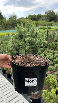 Сосна горная Мопс | Pinus mugo Mops 20-35 см