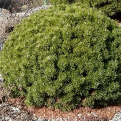 Сосна горная Мопс (Pinus mugo Mops) - «Карликовая малышка сосна горная Мопс,  одна из самых маленьких сосенок. Не реальная красавица с правильной формой  кроны, не требующей коррекции.» | отзывы