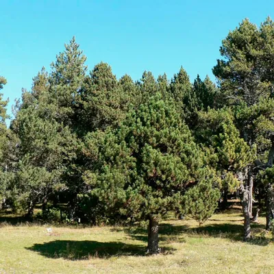 Сосна горная (Pinus mugo Uncinata) C5 | Питомник растений Сосны