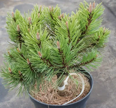 Сосна Крючковатая (Pinus Uncinata)