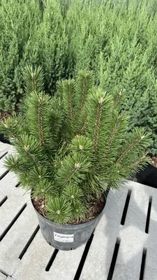Купить Сосна горная 'Унцината' / Pinus mugo 'Uncinata' с доставкой в  Подмосковье в Сергиевом Посаде в питомнике АгроПАРК