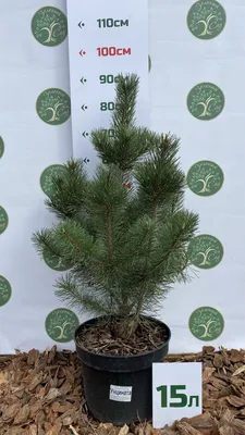 Сосна унцината / унчината крючковатая (Pinus uncinata) С20 выс.110-120см. |  Питомник \"ВЫРАСТИМ ВМЕСТЕ\"