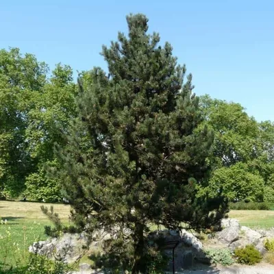 Сосна горная Uncinata (Унцината) - Зеленый сад